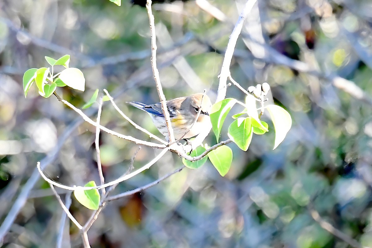 Yellow-rumped Warbler - ML645280272