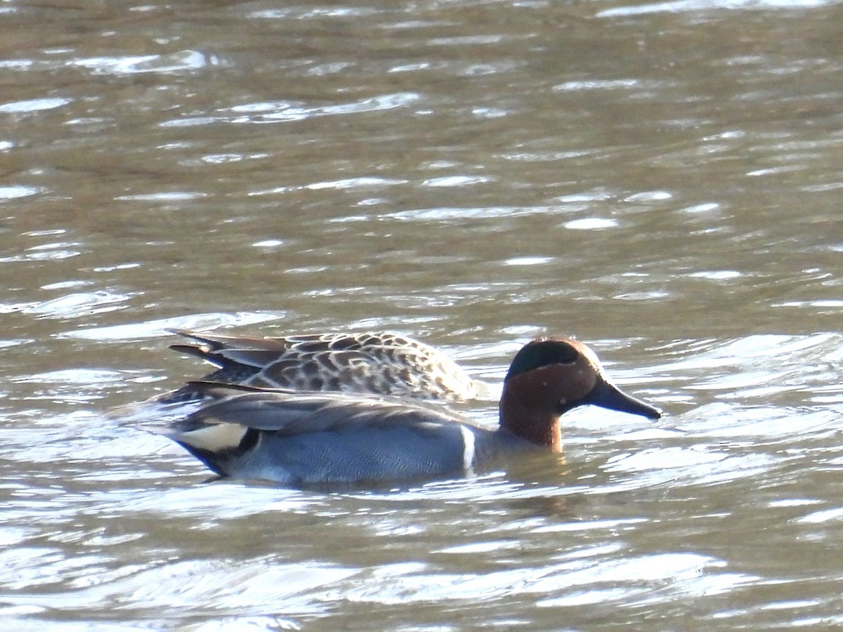 Green-winged Teal - ML645280278