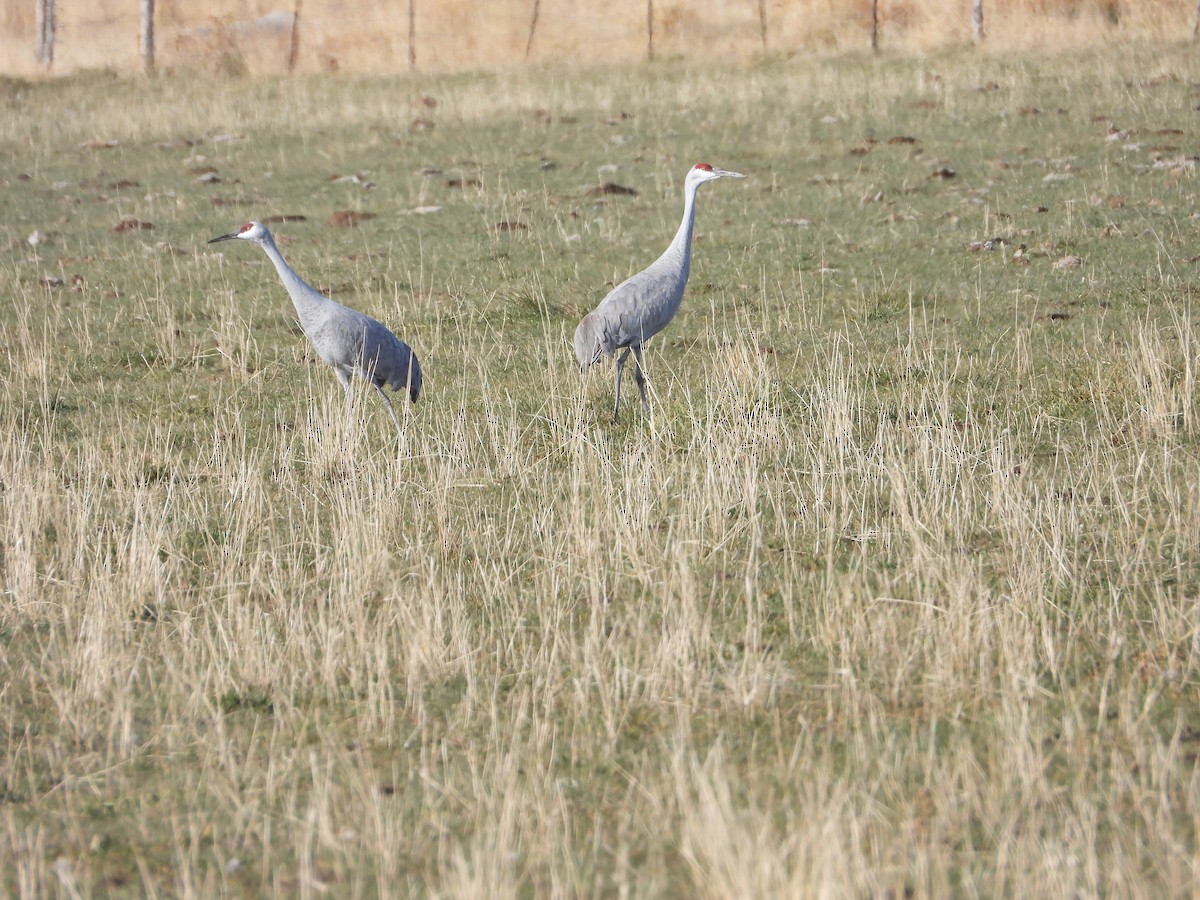 Sandhill Crane - ML645280298