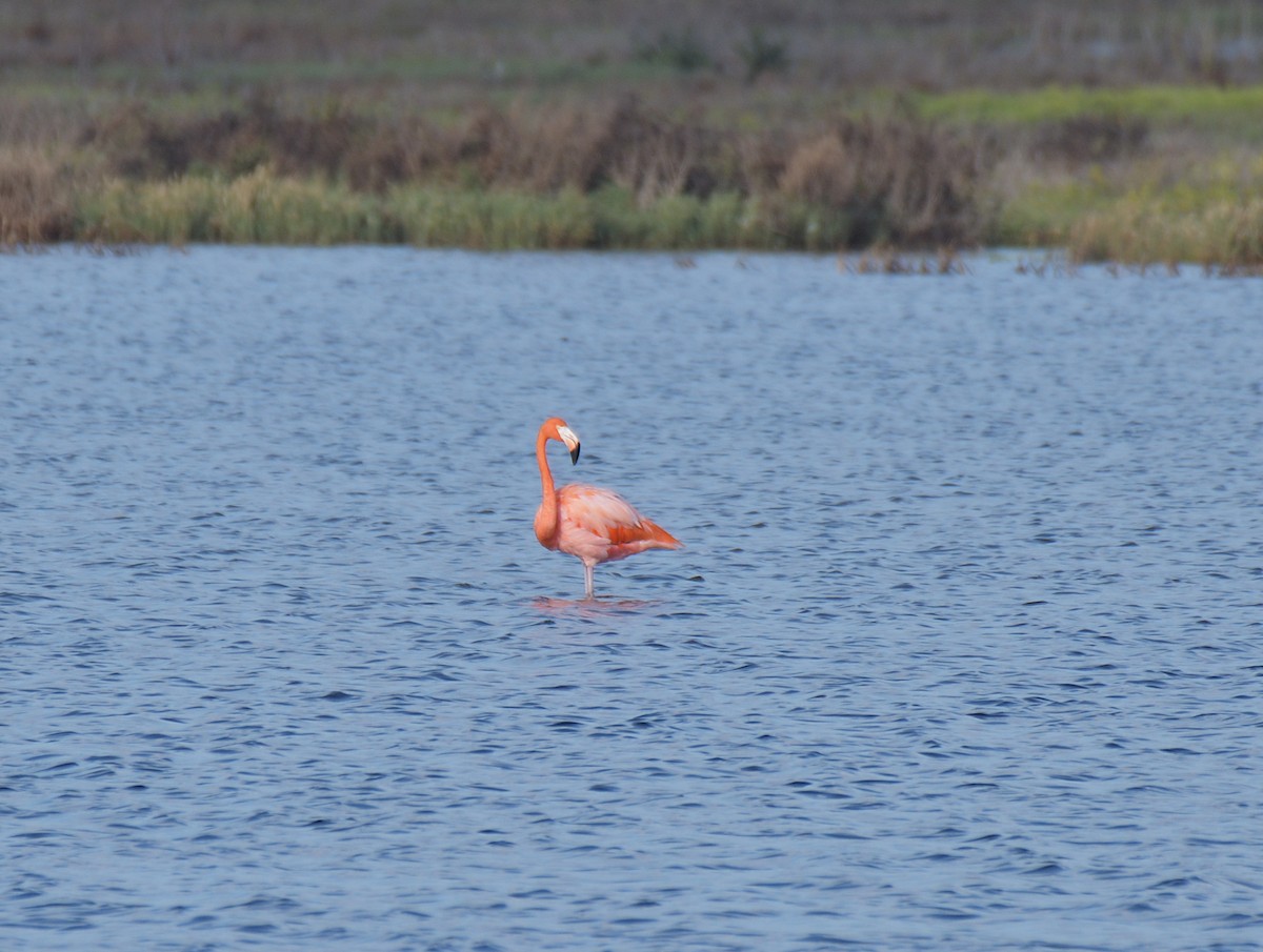 American Flamingo - ML645280299