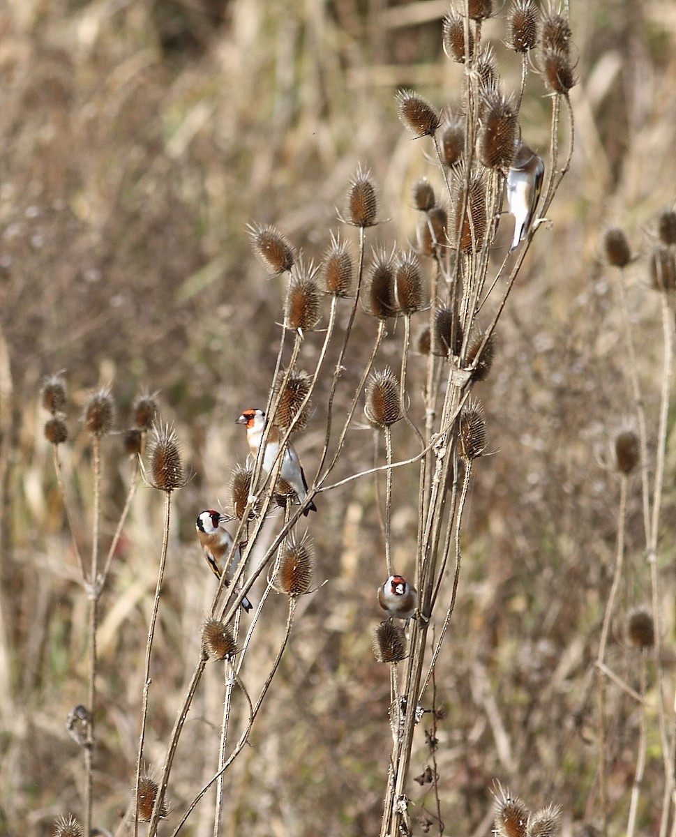 stehlík obecný - ML645280302
