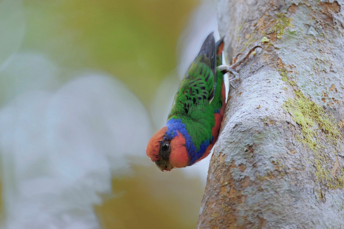 Red-breasted Pygmy-Parrot - ML645280303