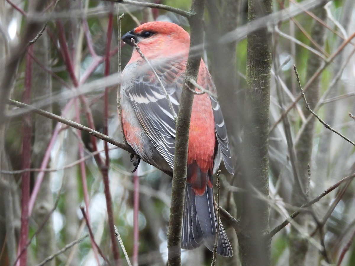 Нарсны шүршүү - ML645280311