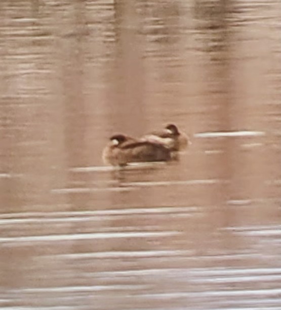 Surf Scoter - ML645280312