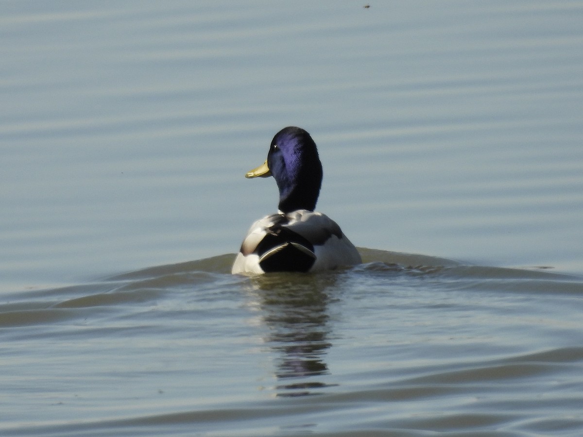 Кряква - ML645280314