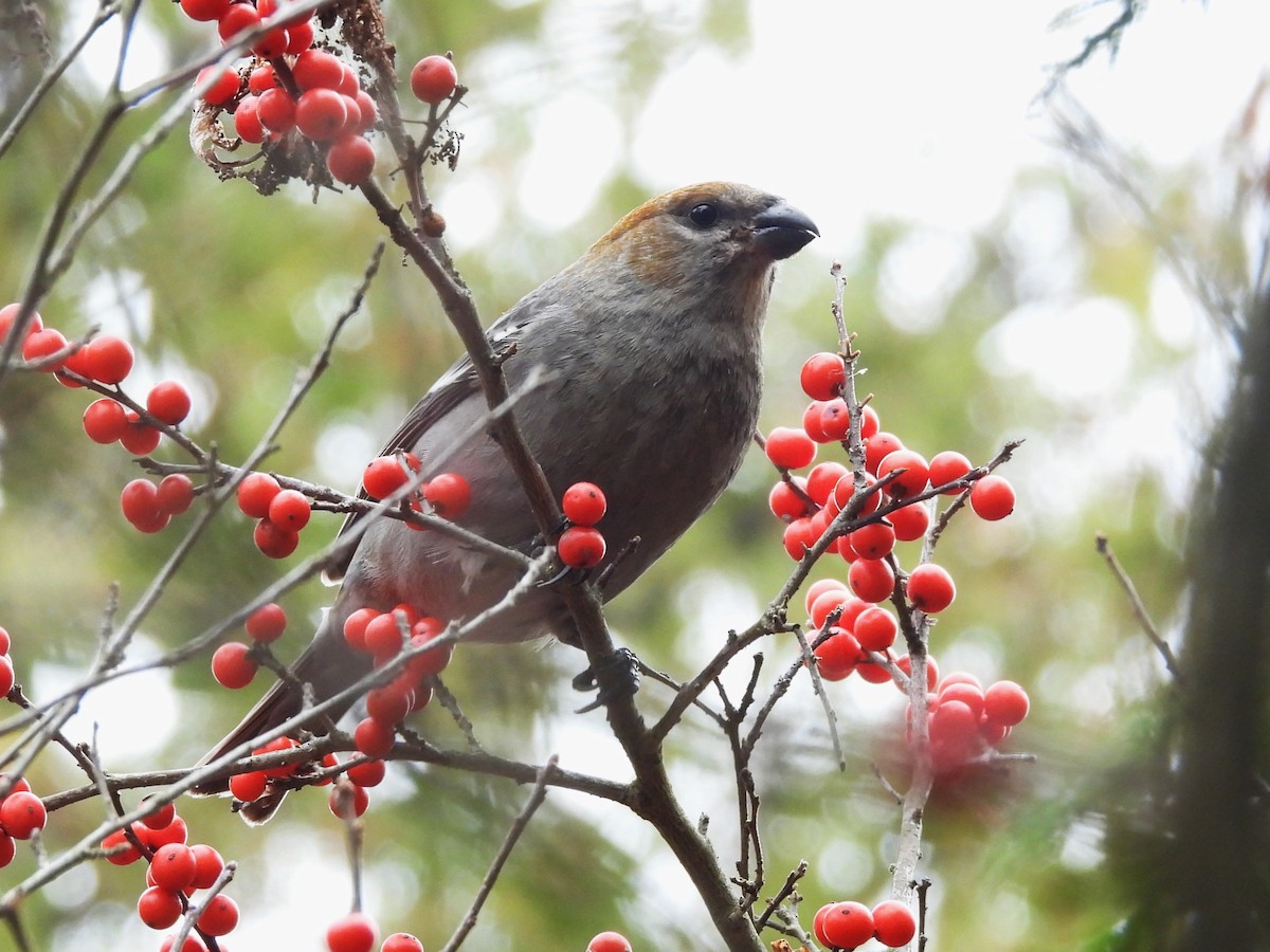 Нарсны шүршүү - ML645280317