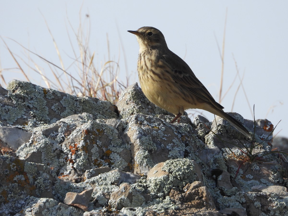 American Pipit - ML645280329