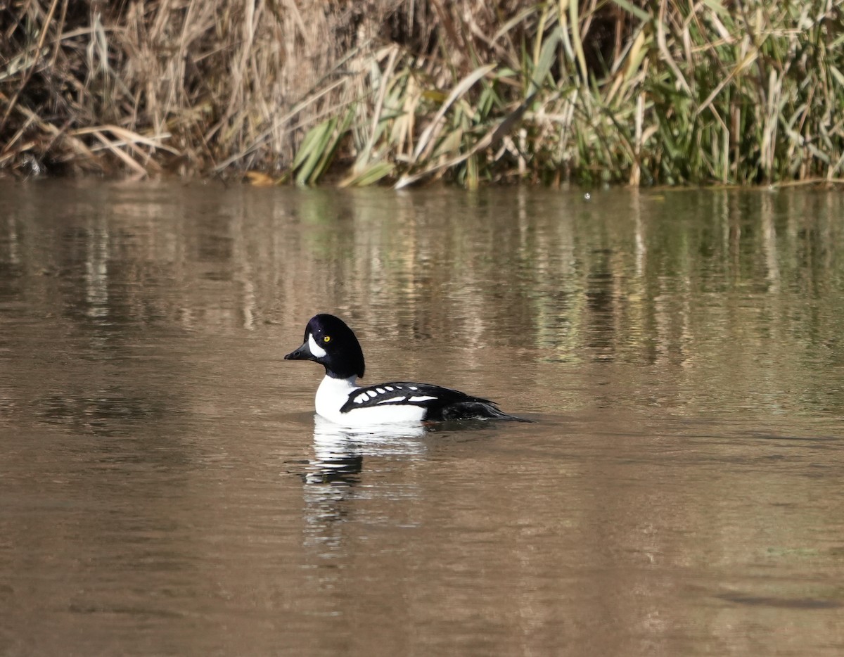 Barrow's Goldeneye - ML645280332