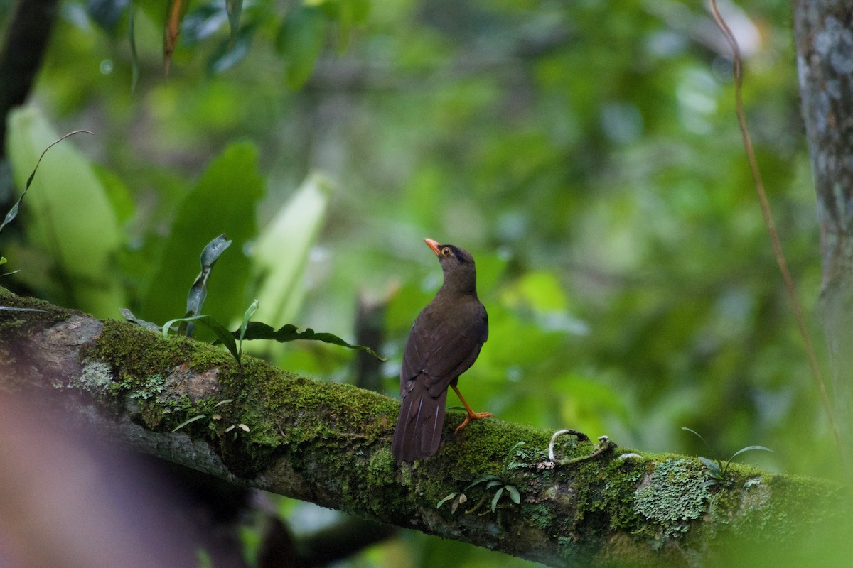 Sulawesi Thrush - ML645280334