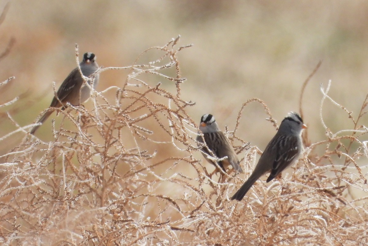 White-crowned Sparrow - ML645280338