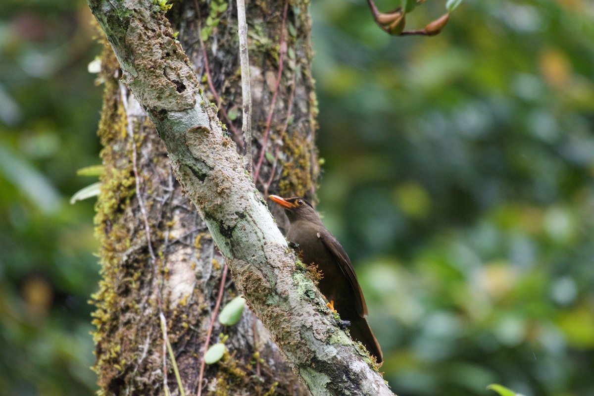Sulawesi Thrush - ML645280340