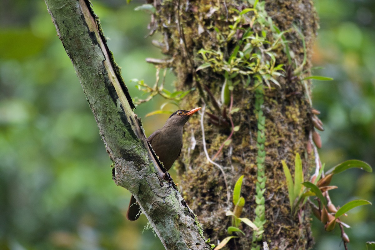 Sulawesi Thrush - ML645280341