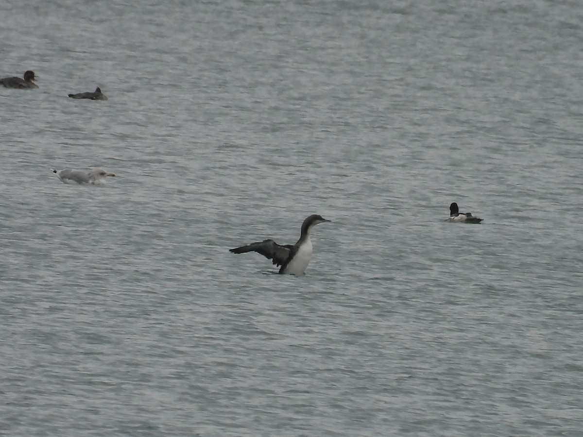 Pacific Loon - ML645280348