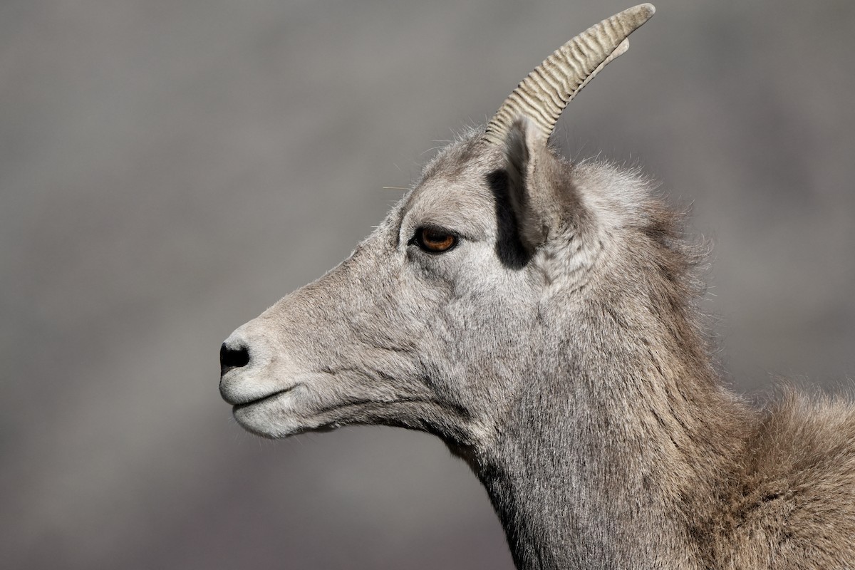 Rocky Mountain Bighorn Sheep - ML645280350