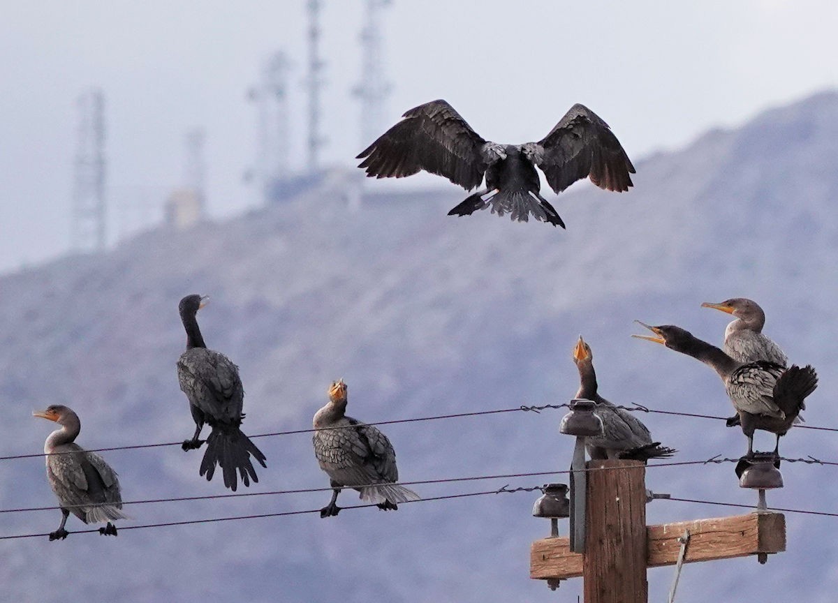 Double-crested Cormorant - ML645280352