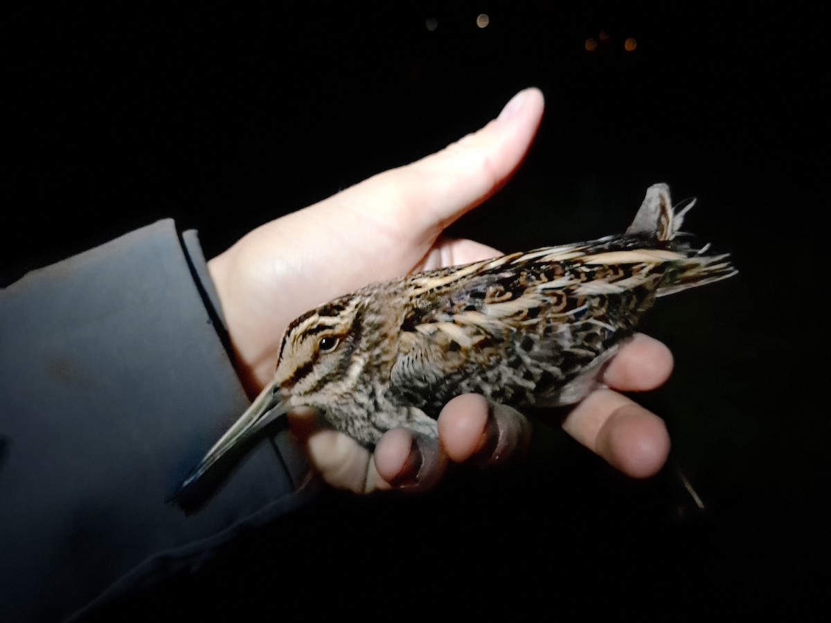 Jack Snipe - ML645280356