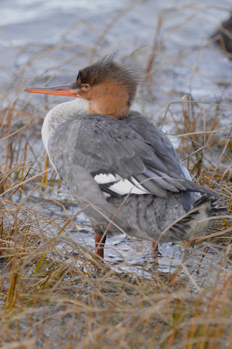 Red-breasted Merganser - ML645280369