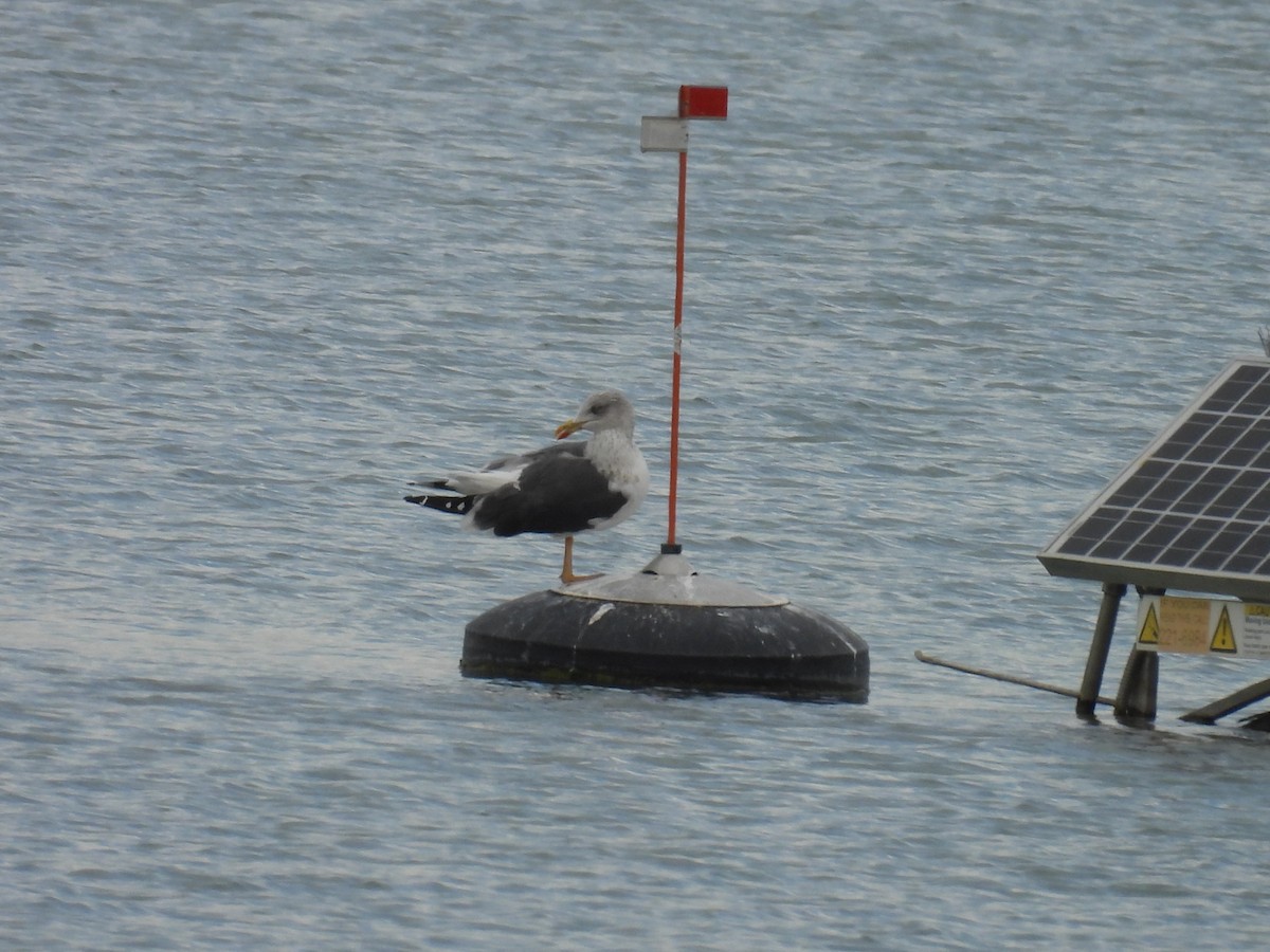 Lesser Black-backed Gull - ML645280370