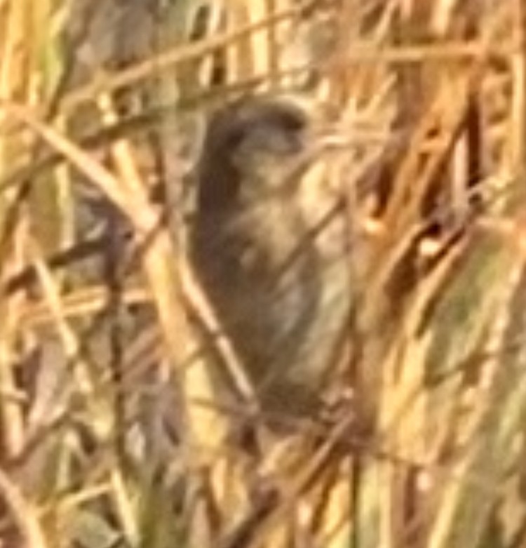 Nelson's Sparrow - ML645280371