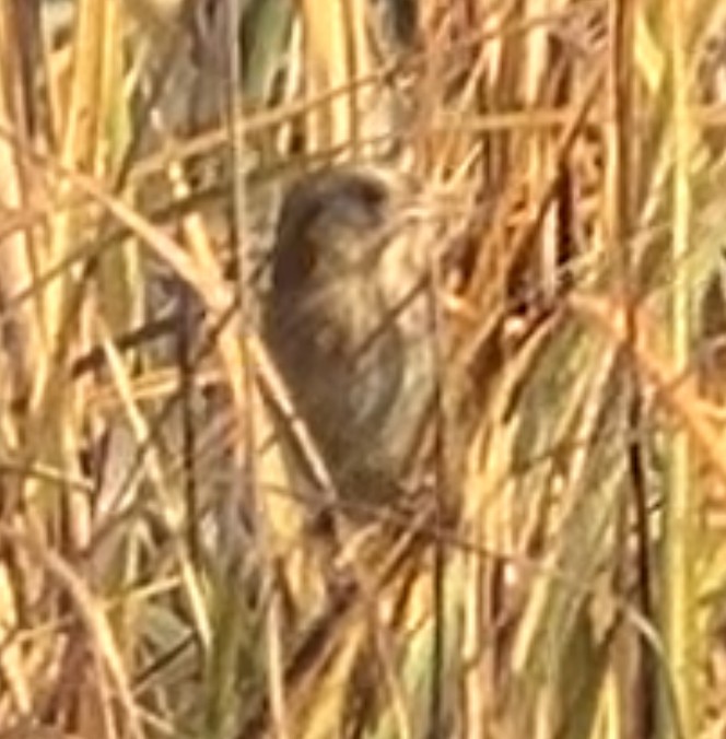 Chingolo de Nelson - ML645280372