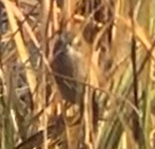 Chingolo de Nelson - ML645280373