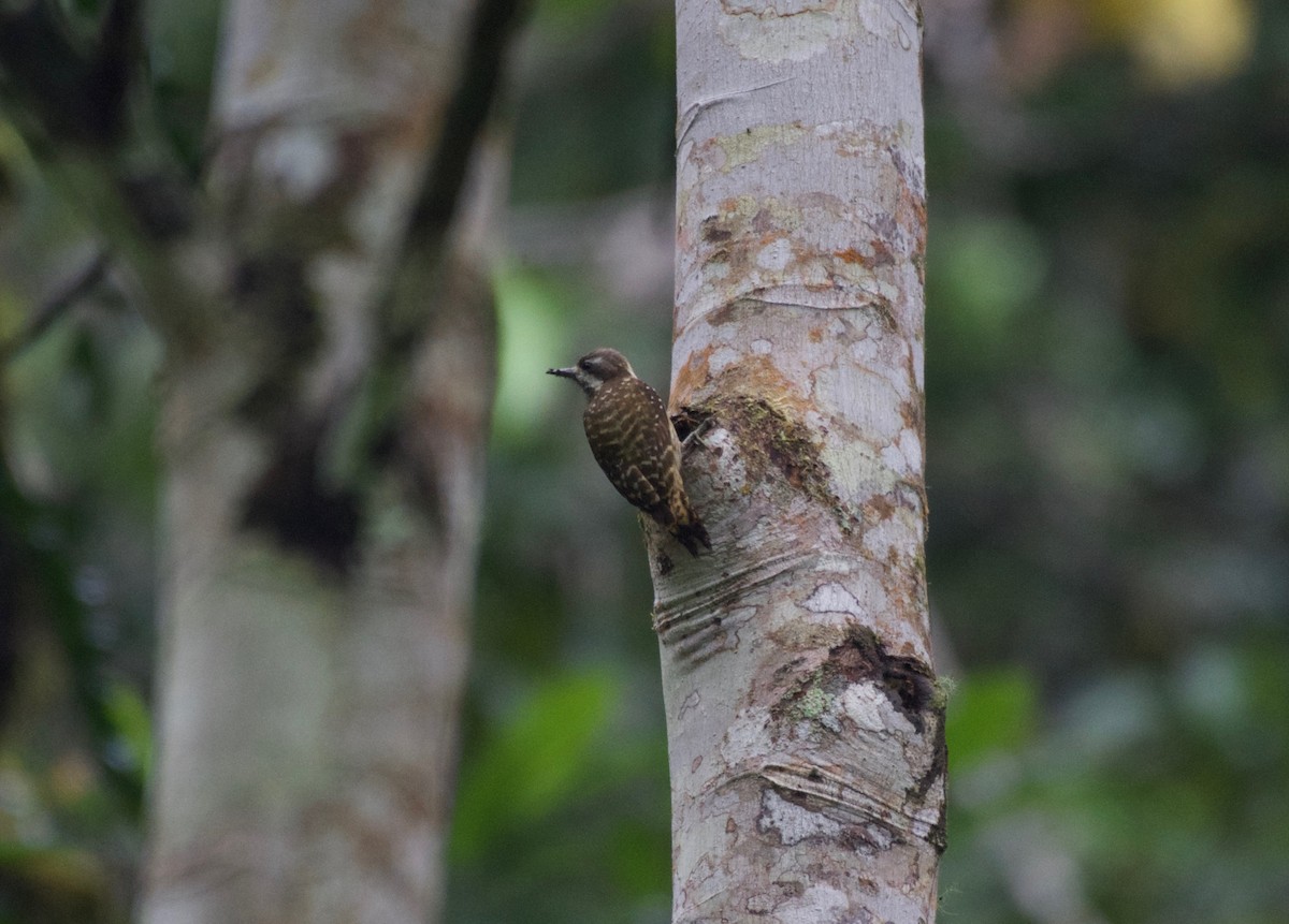 Sulawesi Pygmy Woodpecker - ML645280374