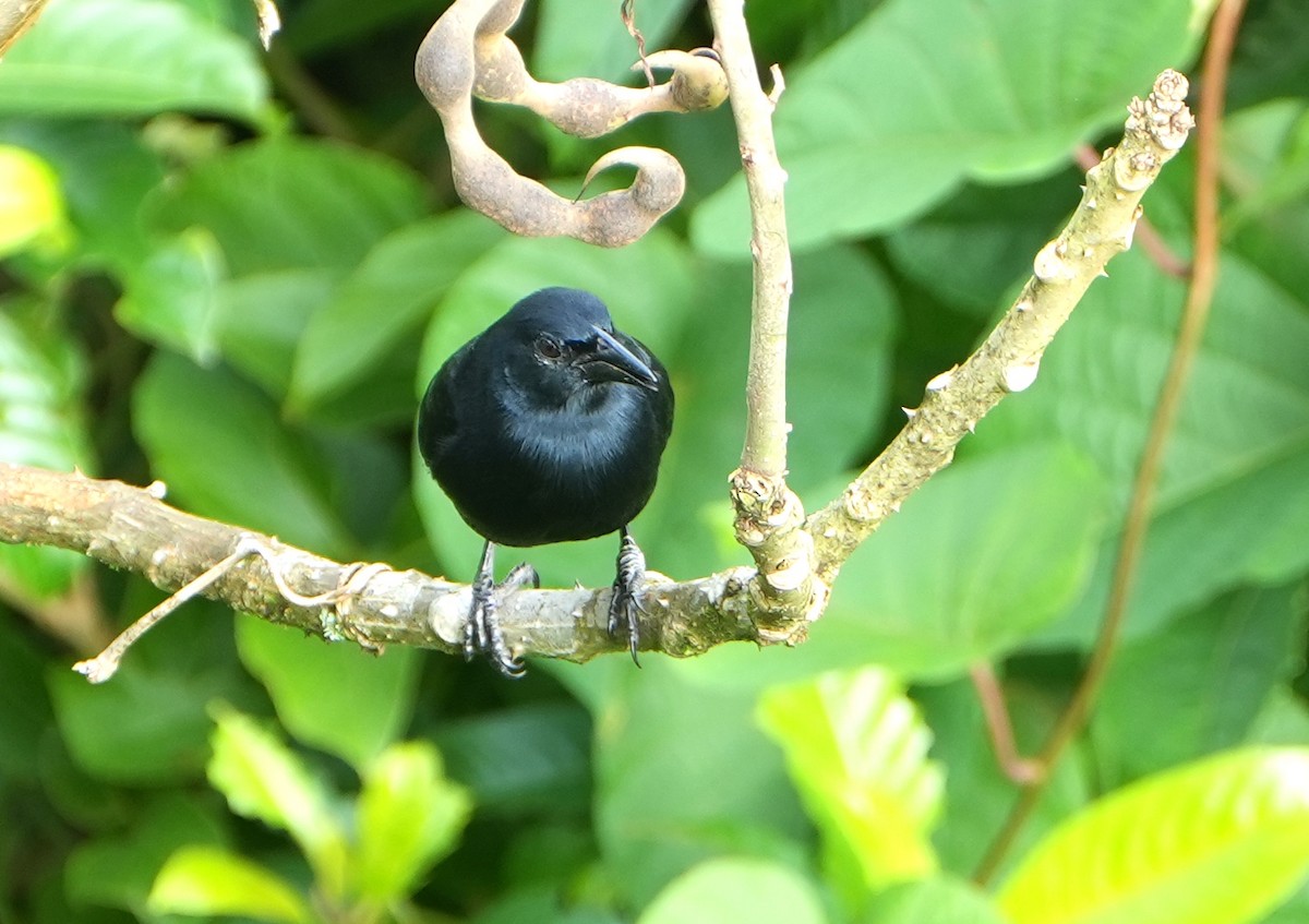 Melodious Blackbird - ML645280380