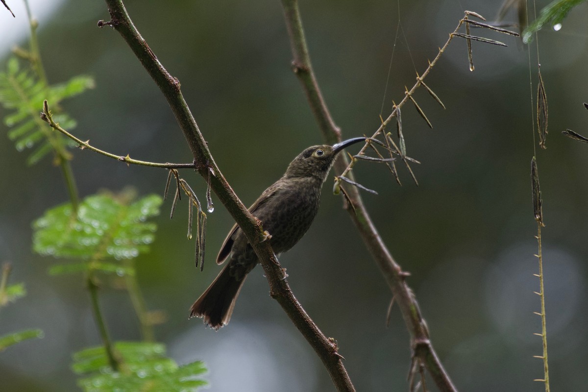 Dark-eared Myza - ML645280392