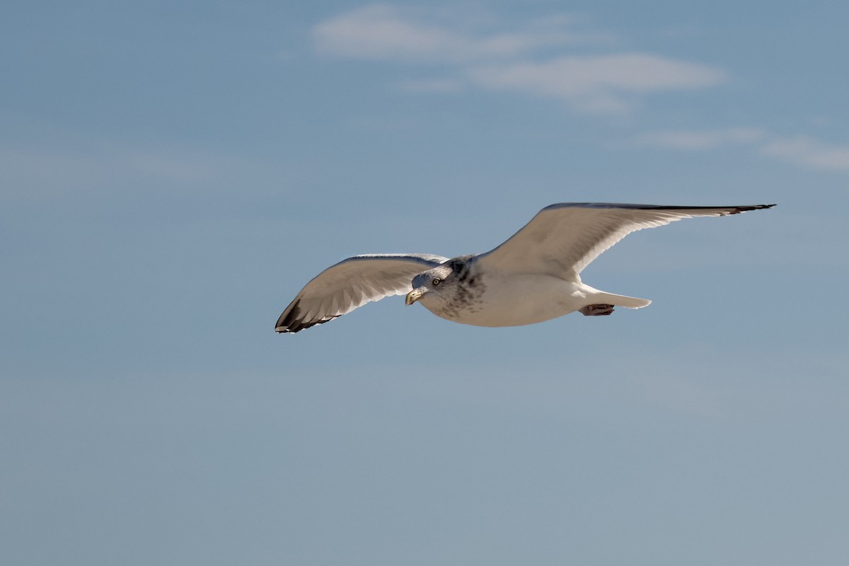 American Herring Gull - ML645280399