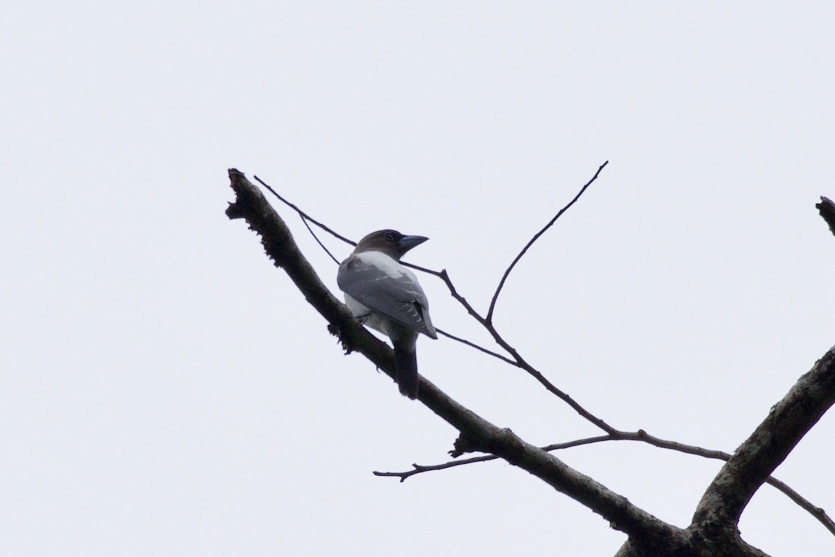 Ivory-backed Woodswallow - ML645280406