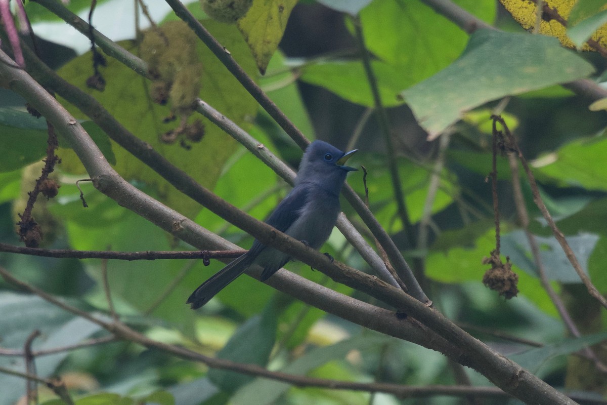 Pale-blue Monarch - ML645280419