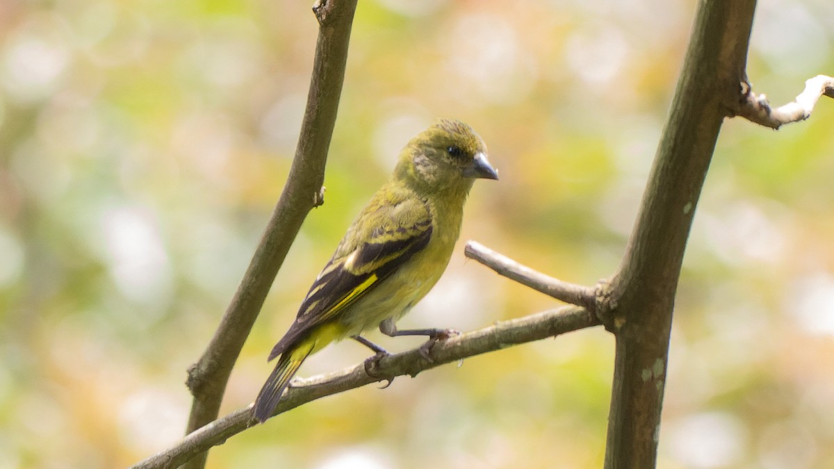 čížek jihoamerický - ML645280420