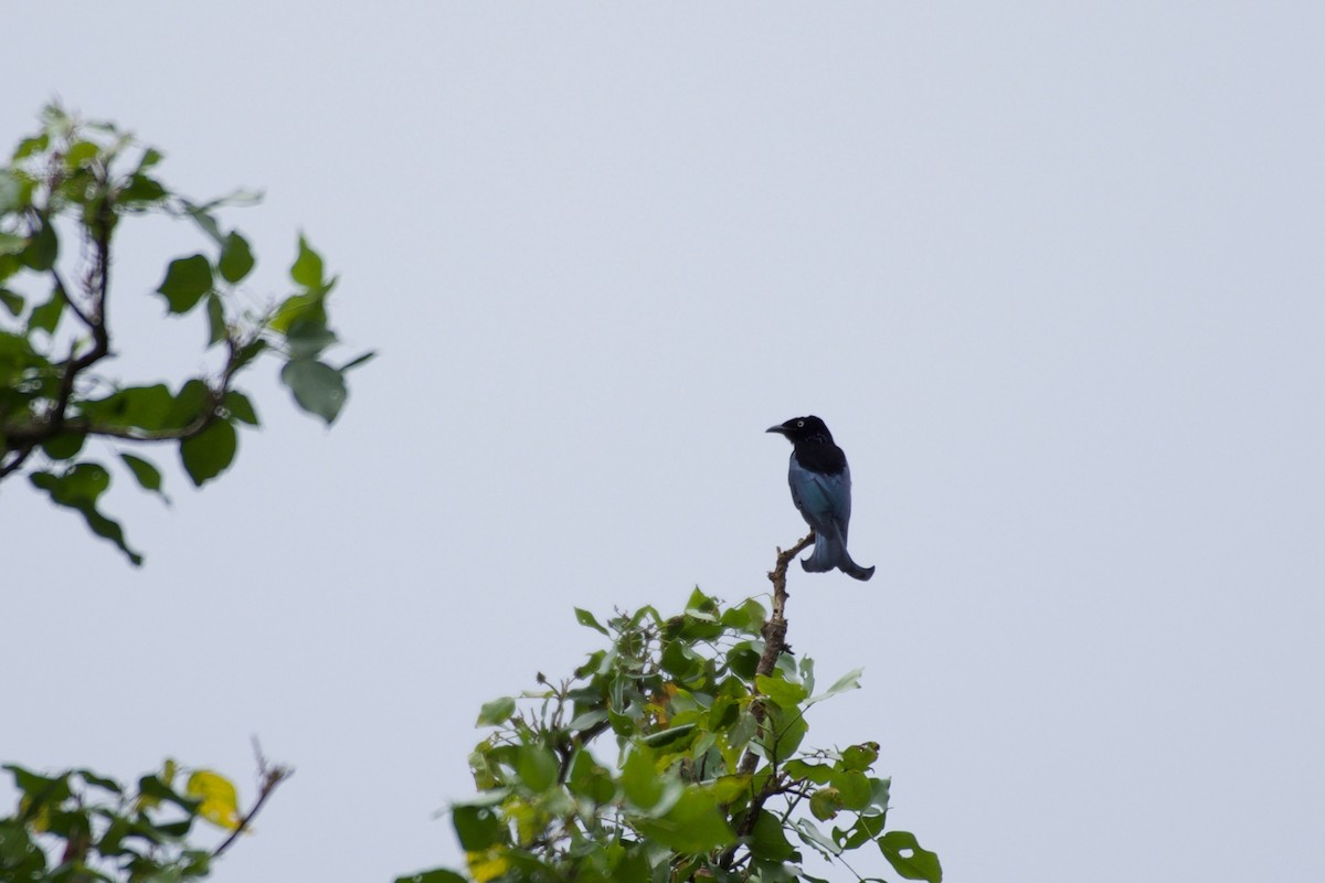 Hair-crested Drongo - ML645280427