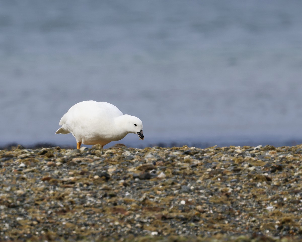 Kelp Goose - ML645280429