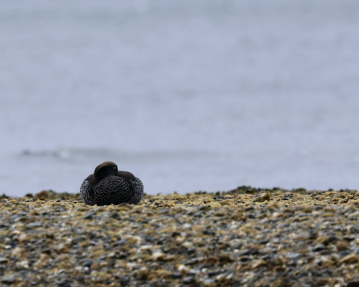 Kelp Goose - ML645280430