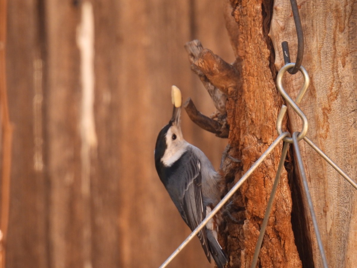 White-breasted Nuthatch - ML645280434
