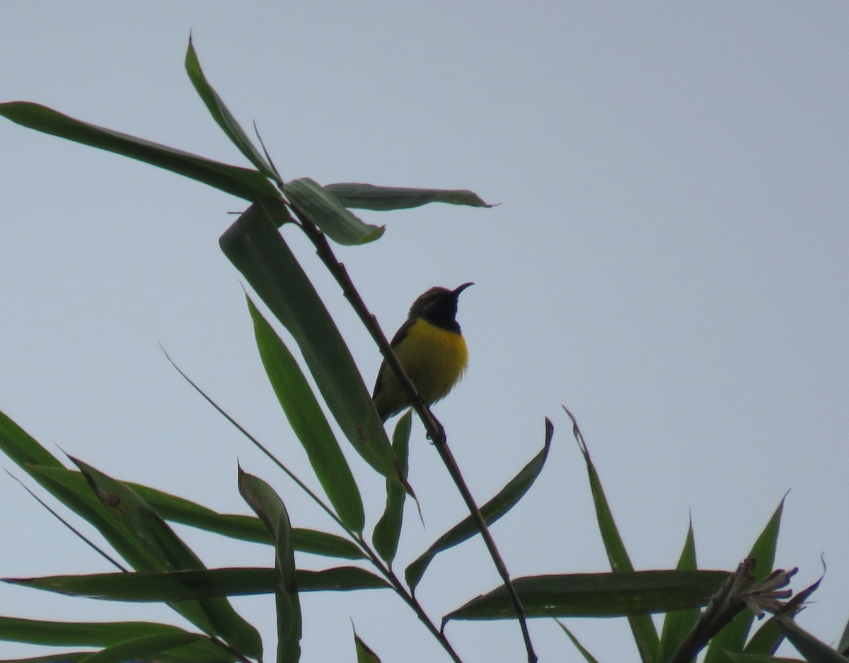 Sahul Sunbird - ML645280435