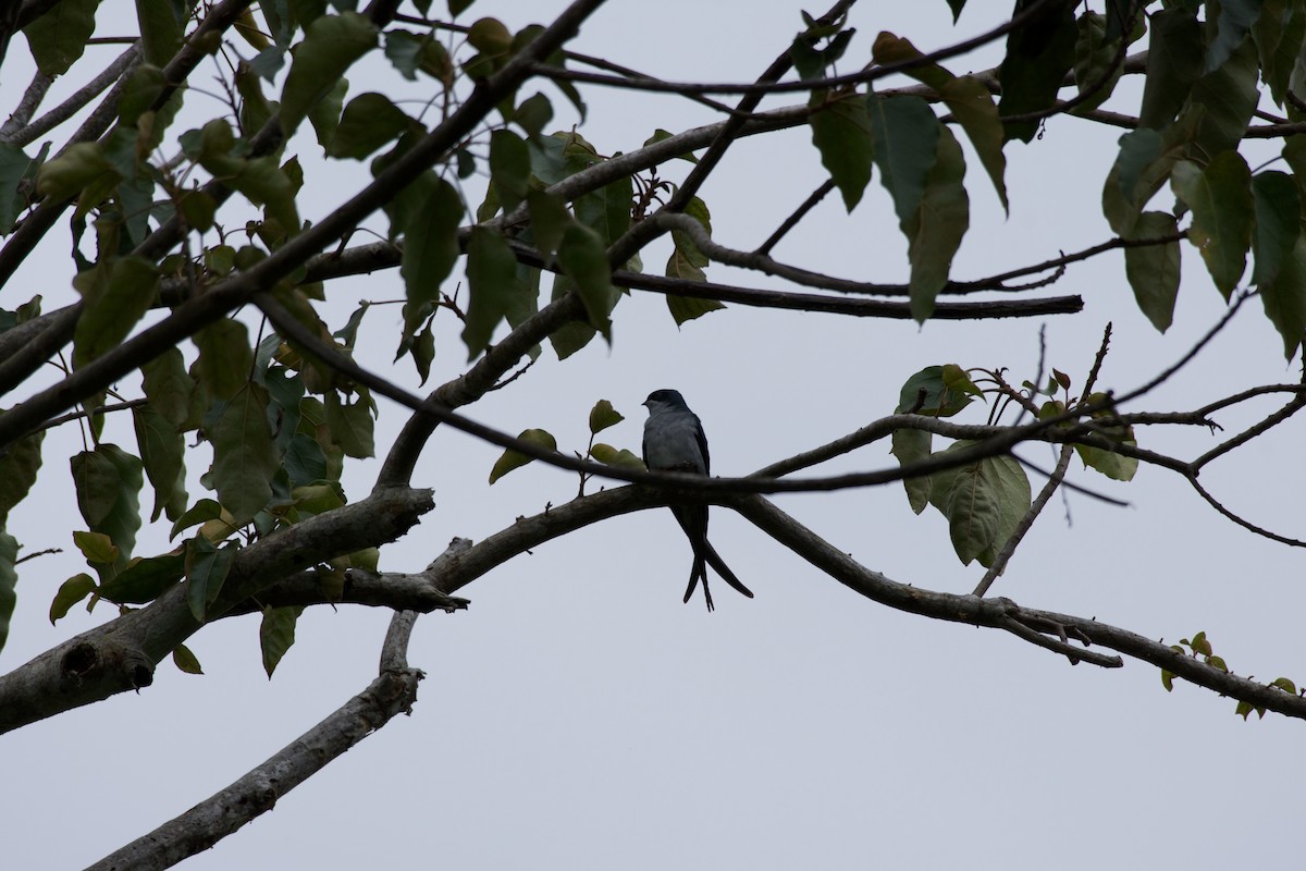 Gray-rumped Treeswift - ML645280438