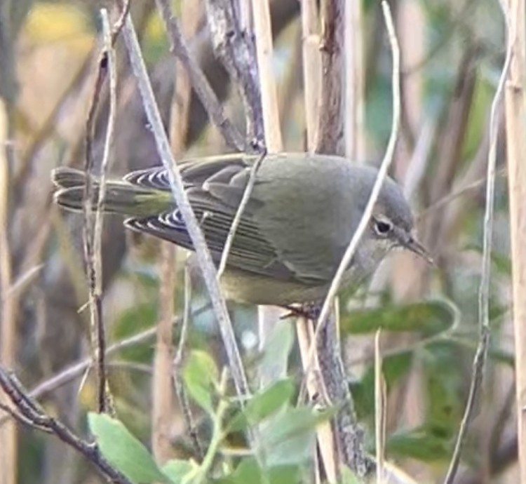 Orange-crowned Warbler - ML645280440