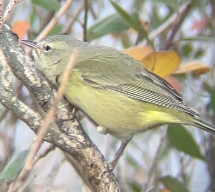 Orange-crowned Warbler - ML645280441