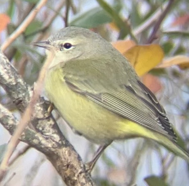 Orange-crowned Warbler - ML645280442