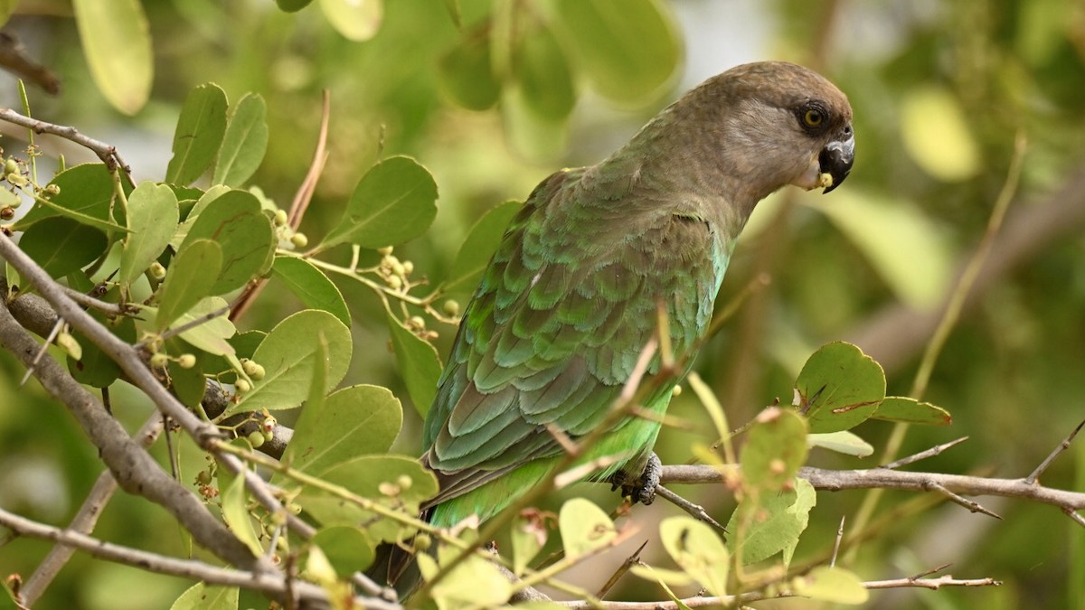 Буроголовый попугай - ML645280447