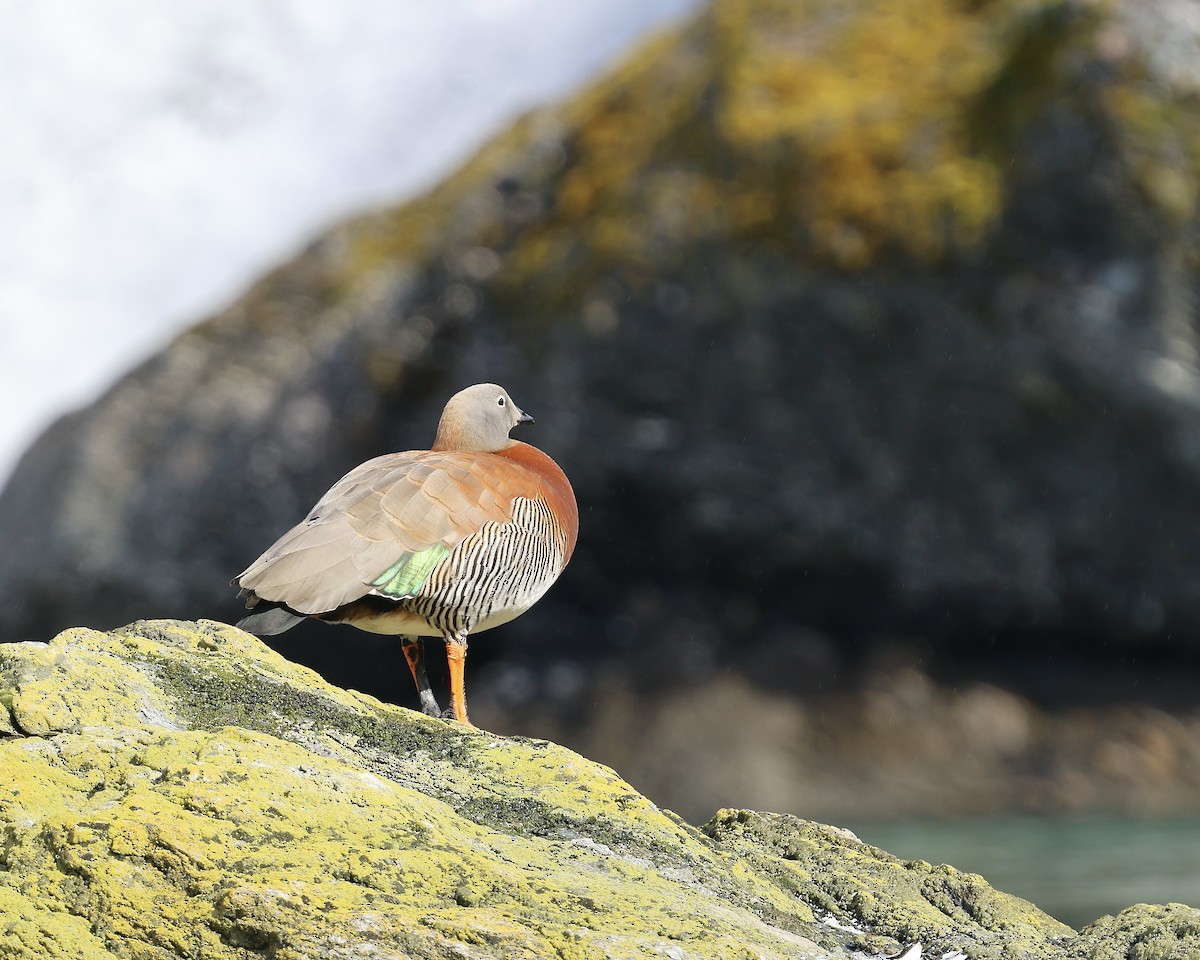 Oca testagrigia - ML645280450