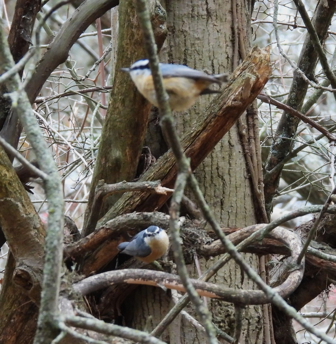Red-breasted Nuthatch - ML645280454