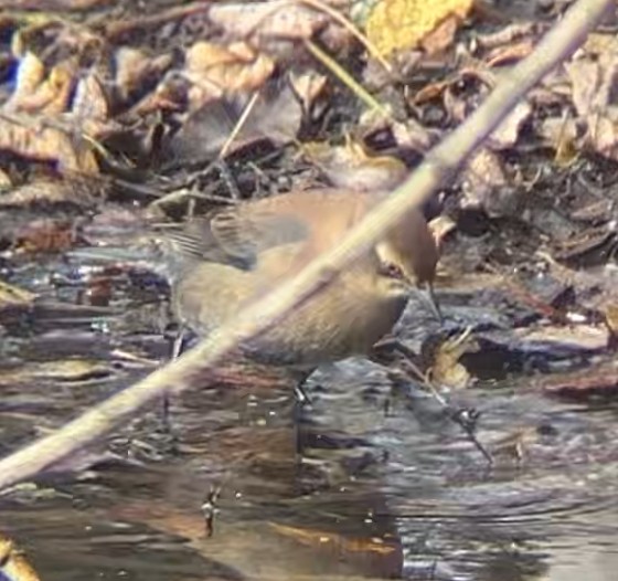 Rusty Blackbird - ML645280463