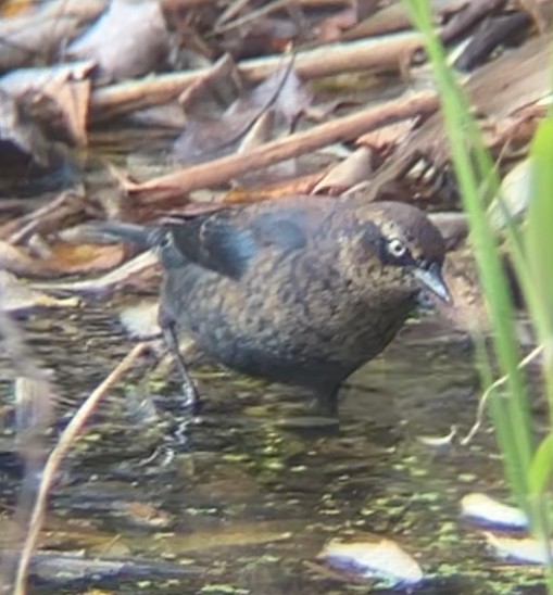 Rusty Blackbird - ML645280464