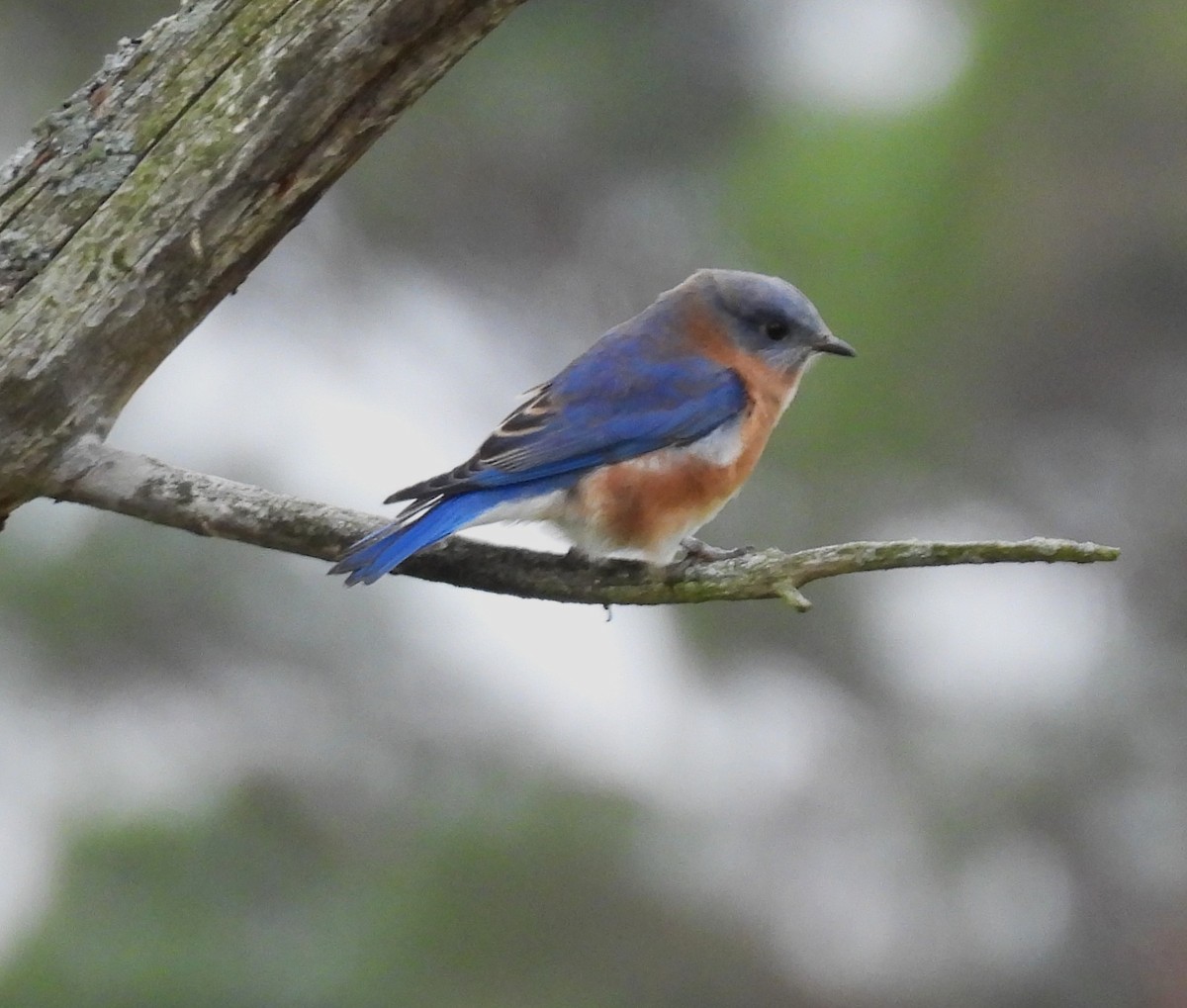 Eastern Bluebird - ML645280471