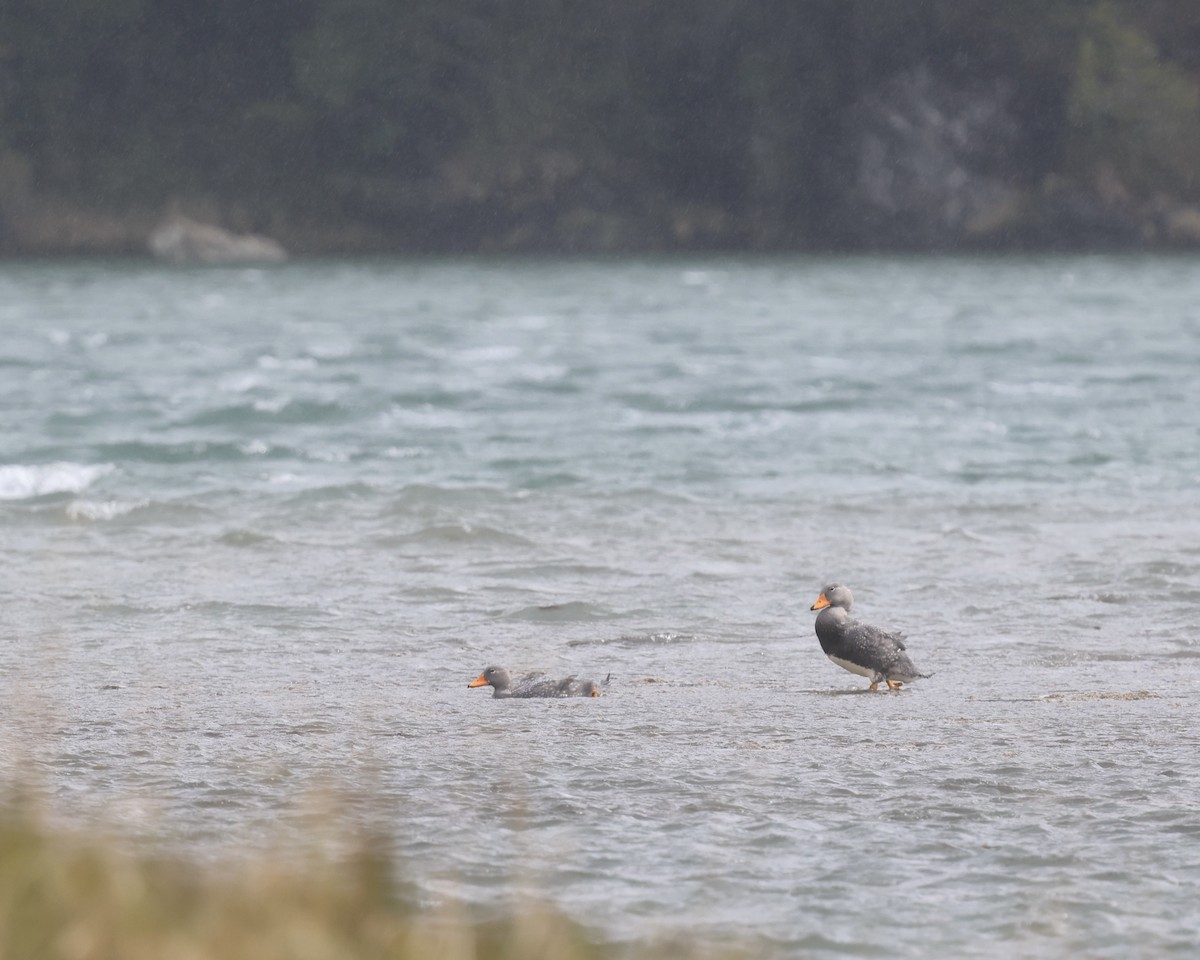 Flightless Steamer-Duck - ML645280476