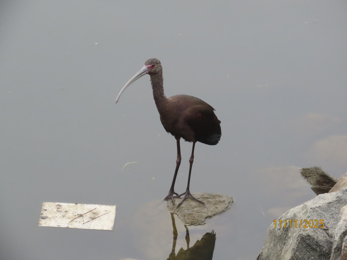 Beltzaran musuzuria - ML645280477