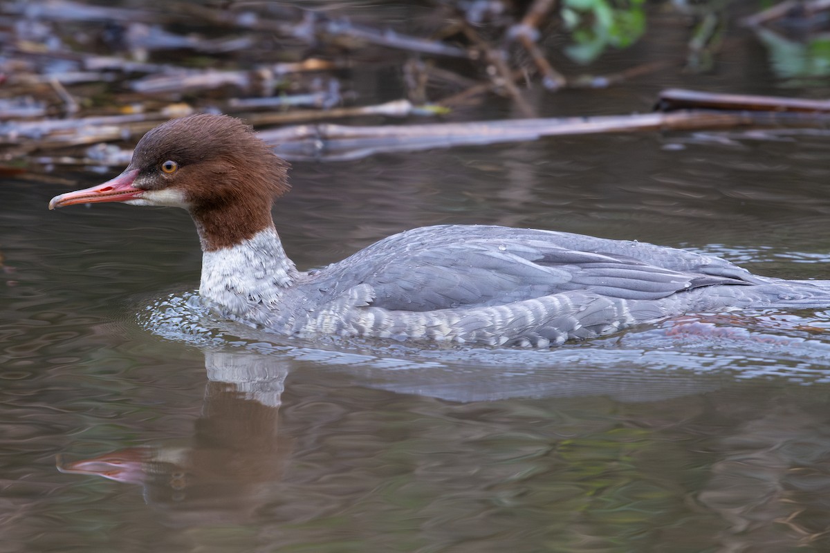 Smergo maggiore - ML645280481